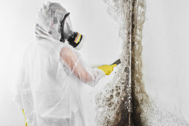 Attic Mold Removal in Phillipsburg, GA