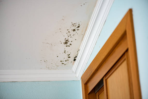 Best Mold Removal Company Near Me  in Phillipsburg, GA