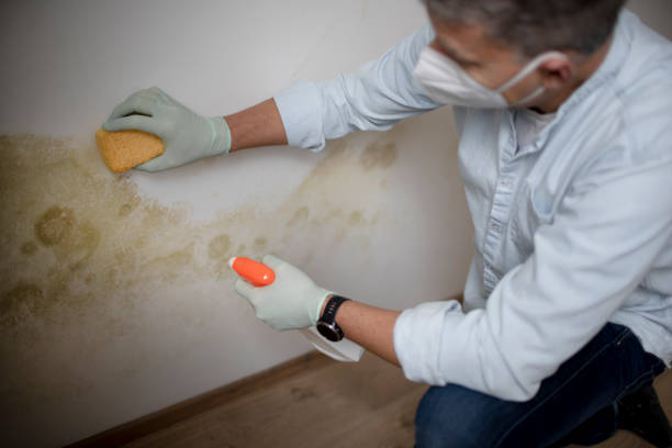 Best Black Mold Removal  in Phillipsburg, GA