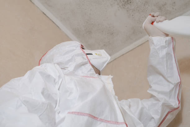 Mold Removal Process in Phillipsburg, GA