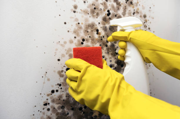 Best Mold Cleaning Services  in Phillipsburg, GA