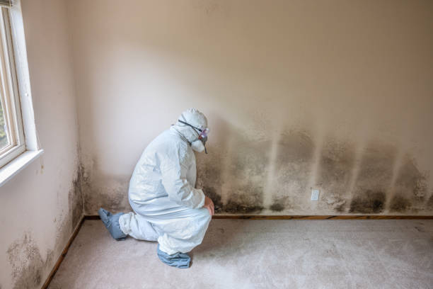 Best Certified Mold Removal  in Phillipsburg, GA